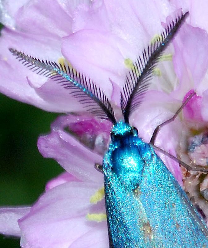 Jordanita sp